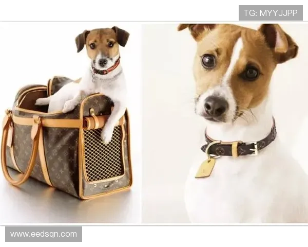 足球明星们的宠物名字大揭秘你知道他们的爱宠都叫啥吗